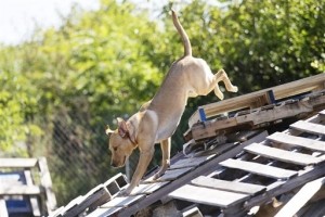 Surviving Dog Attacks