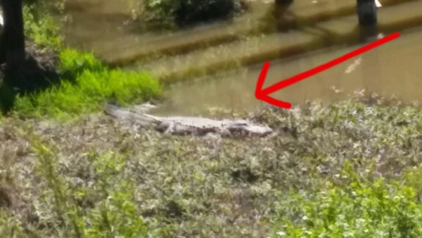 Georgia Police: Stop Taking Selfies With 6-Foot Gator