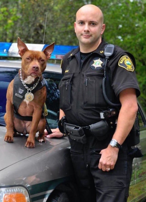 Program Puts Orphaned Pit Bulls As K9 Dogs