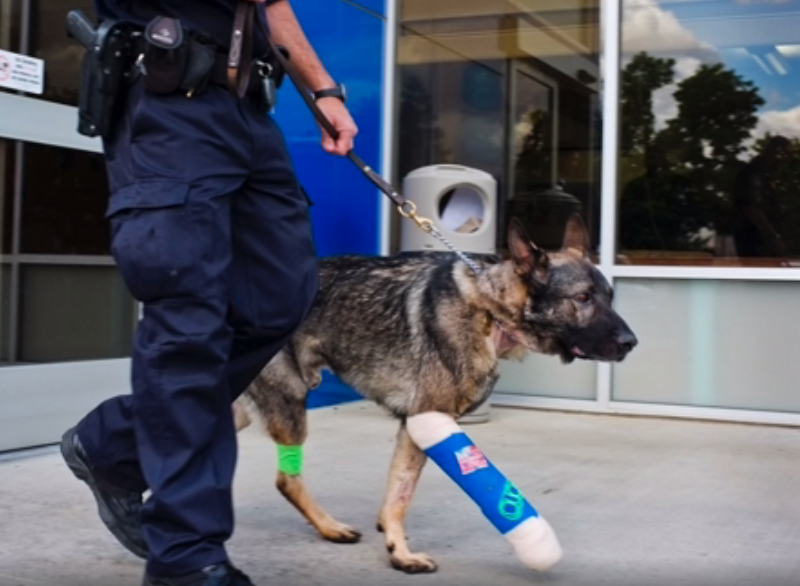 Retired K-9 Officer Who Saved Partner, Dies from Illness