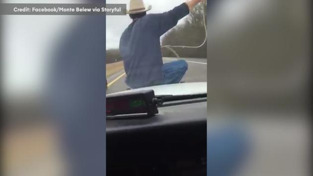 Watch: Man Ropes Calf While Riding On Police Car