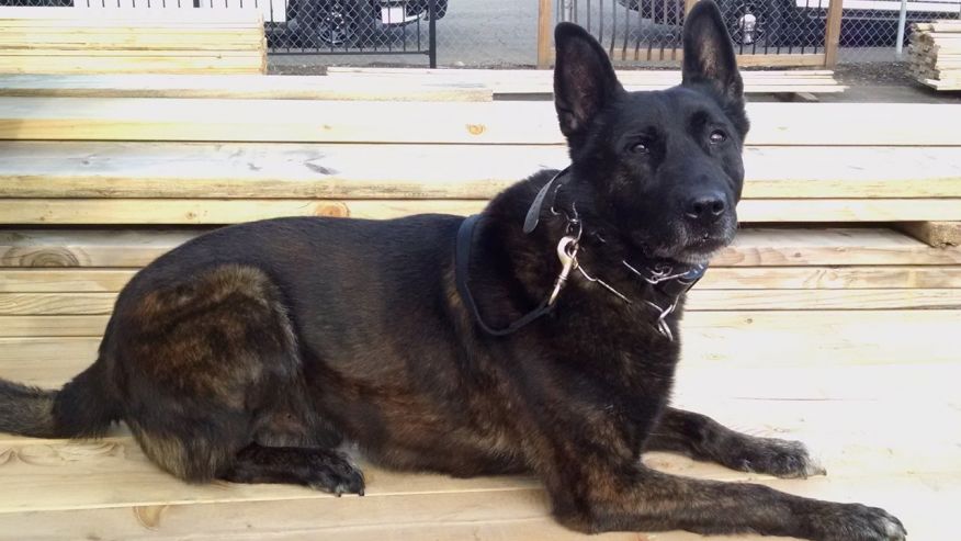 Oregon Police K9 Takes Down 3 Suspects In 90 Minutes