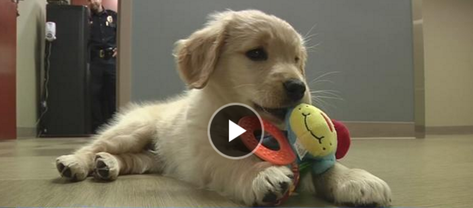 Department K9 Trains As ‘Comfort’ Dog