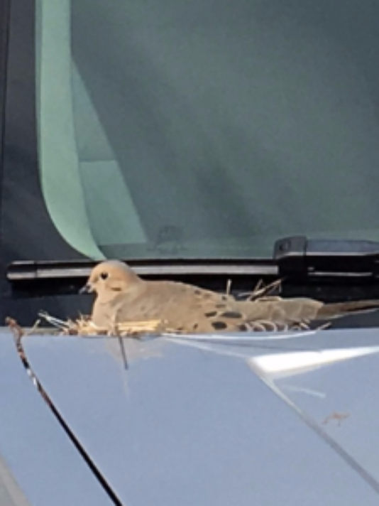 Sheriff Protects Bird That Laid Eggs On Police Car