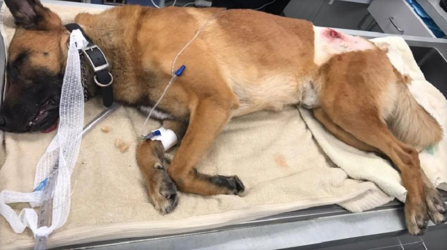 Hero Police K9 Shot, Took Bullet For Handler