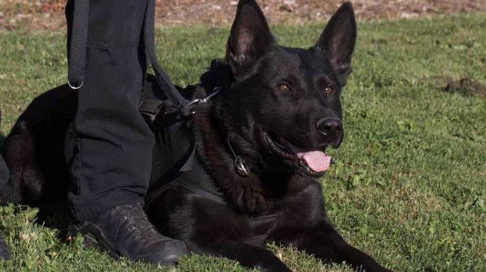 Oregon Police Dog Killed By Hit and Run Driver