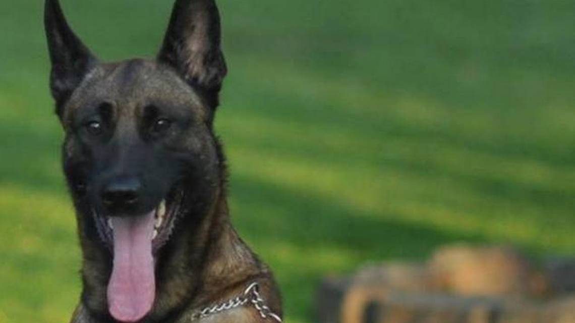 K-9 Officer Dies During Search