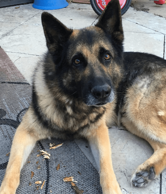 Tulsa Police K9 Dies: “He Was Just A Part Of My Family”