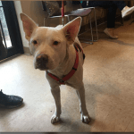 Police Officer Pays Vet Bill For Homeless Man’s Dog