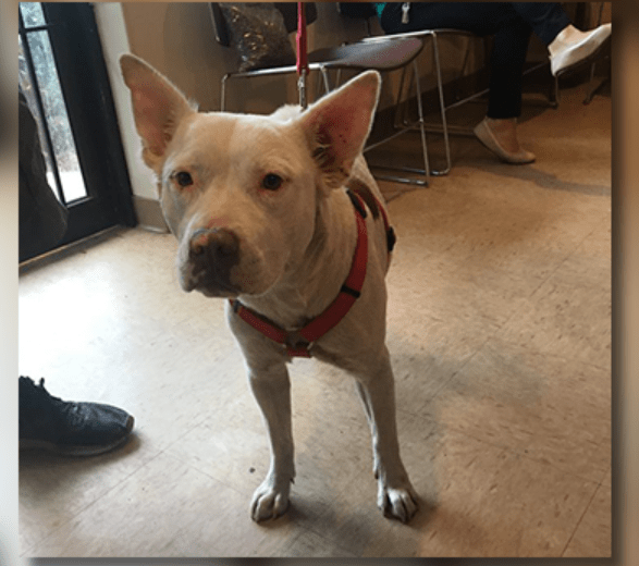 Police Officer Pays Vet Bill For Homeless Man’s Dog