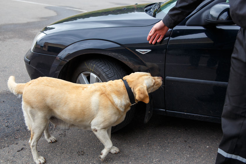 Academy Director Claims Legalizing Marijuana Would Kill Police Dogs