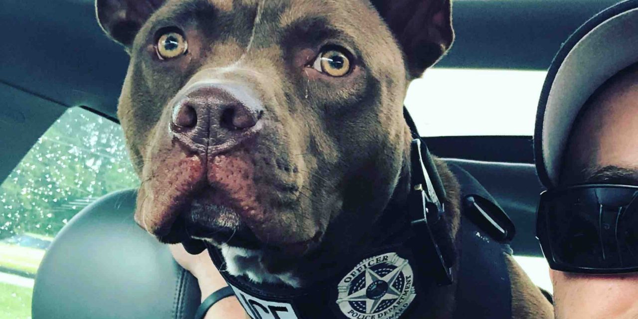 Abandoned Pit Bull Is Now a K9 Officer In Indiana