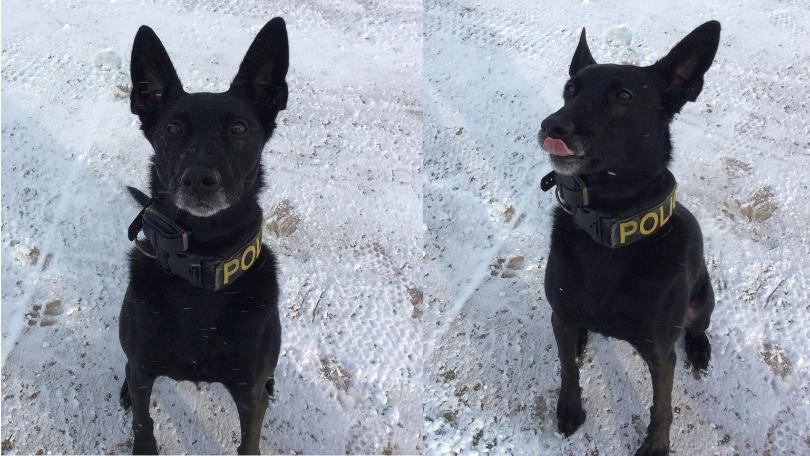 Police K9 Sees Shadow, Predicts Six Weeks Of Winter