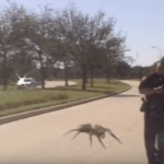 Watch Giant Spider Attack Police Officer…..Sort of….