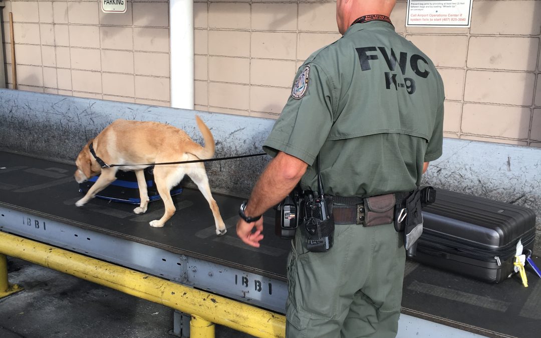 Florida Pioneers The Fight Against Illegal Wildlife Trade Law Officer