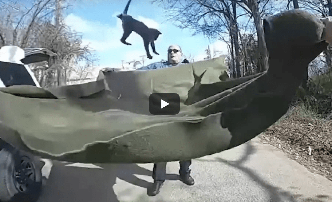 Watch Police Catch Cat Falling From Tree Law Officer