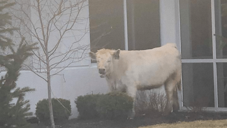 Cow Runs From Cops Straight To Chick-Fil-A