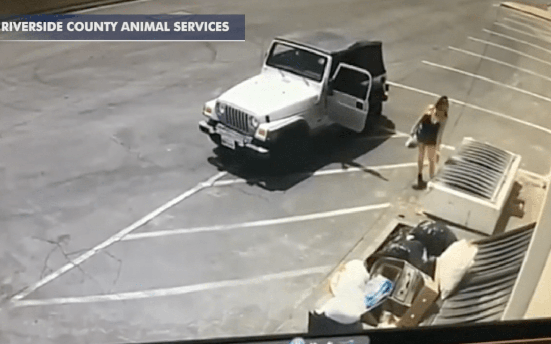 Video Catches Woman Dumping Newborn Puppies By Dumpster Law Officer