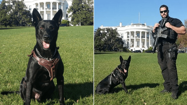 secret service k9