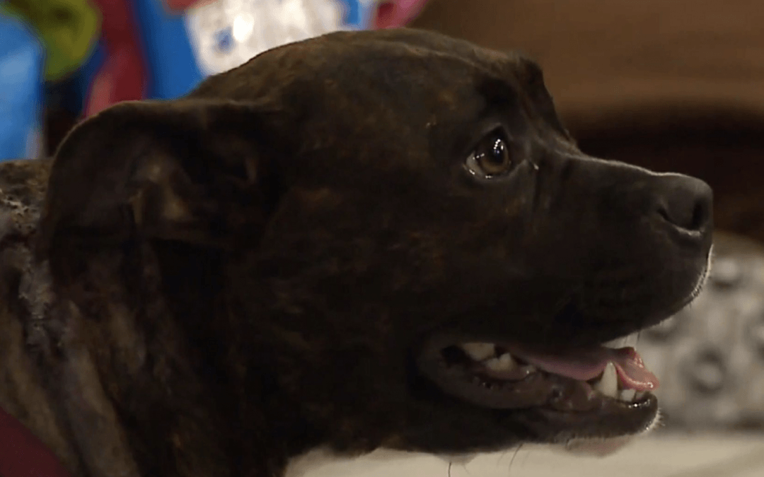 family ties fire dogs into decider family ties fire dogs into decider