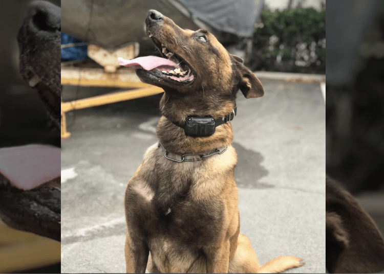 K9 Falco dies unexpectedly – Law Officer