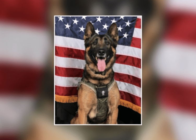 Gwinnett County K9 Killed By Fleeing Suspect Who Also Dies In Shootout ...