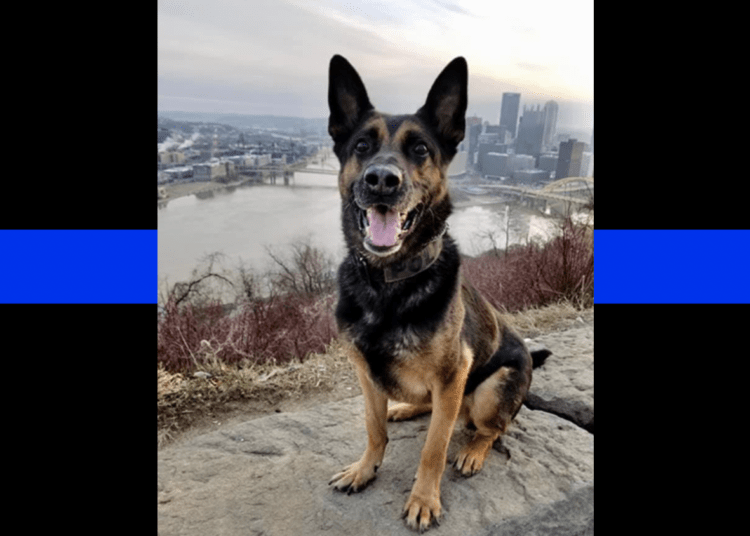 Port Authority of Allegheny County Police Department mourns loss of K9 Arko  – Law Officer