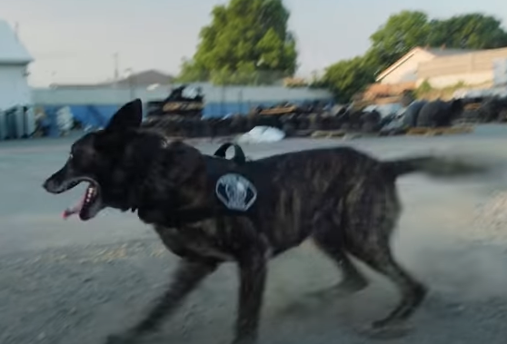 K9 Puskas