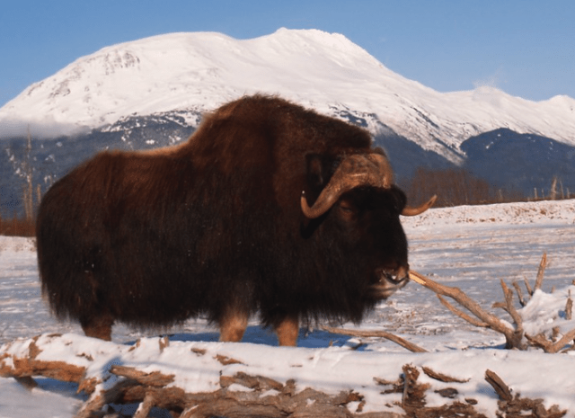 muskox