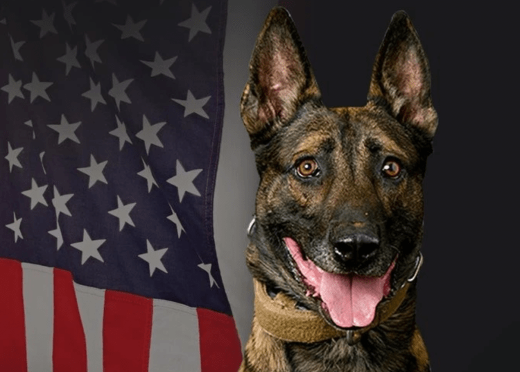 Lasd K9 Killed During Shootout That Left Suspect Dead Law Officer 